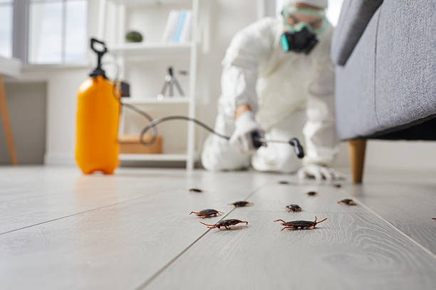 Commercial Kitchen Cockroach Control in Thorndale